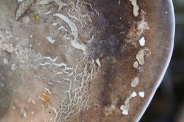 Piptoporus betulinus-13-10-2010-5994